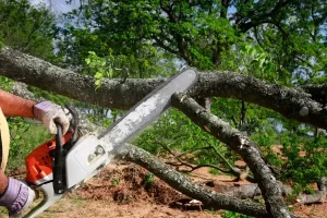 Quality Tree Service Quality Tree Service