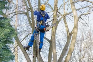 Reliable Tree Service Reliable Tree Service