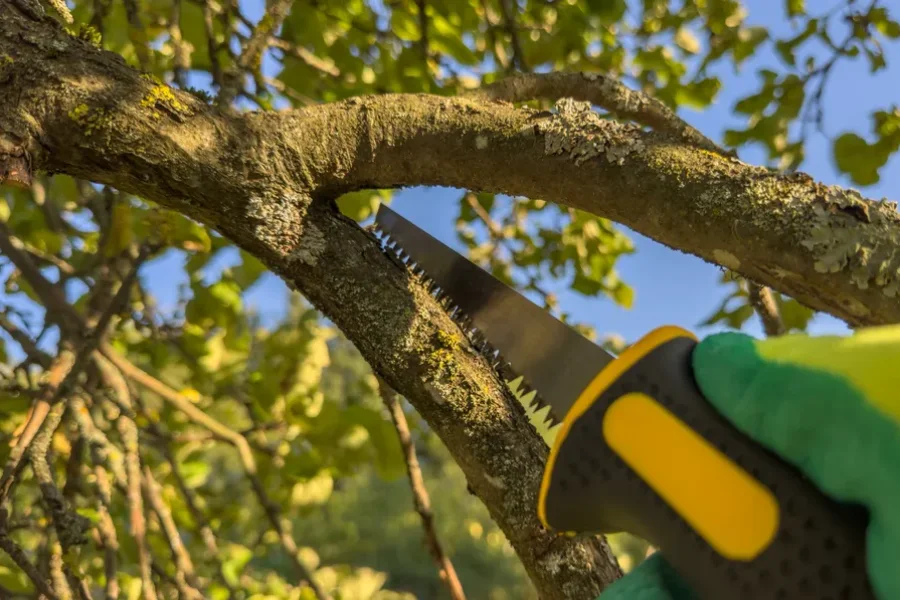 Excellent Tree Trimming Services Medford, OR Excellent Tree Trimming Services Medford, OR
