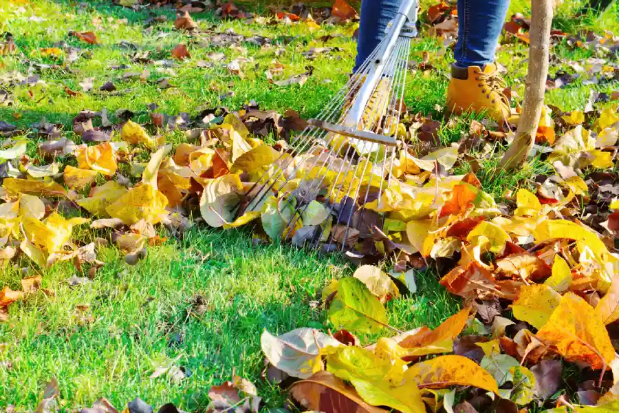 How Proper Yard Maintenance Promotes Healthy Tree Growth Medford, OR How Proper Yard Maintenance Promotes Healthy Tree Growth Medford, OR