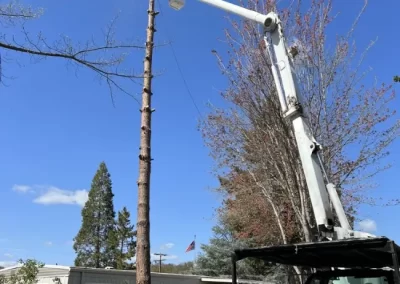 Local Tree Service (10)