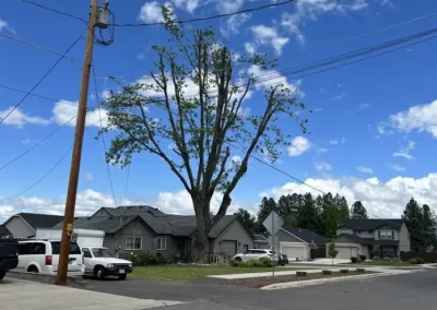 Local Tree Service (11)