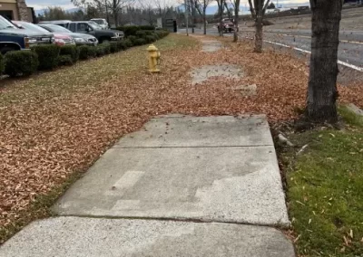 Local Tree Service (13)