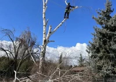 Local Tree Service (18)