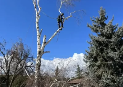 Local Tree Service (6)