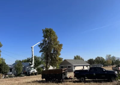 Local Tree Service (8)