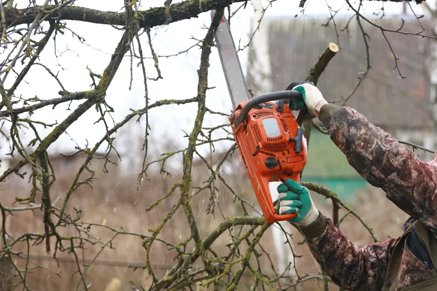 Local Tree Trimming Services Medford, OR Local Tree Trimming Services Medford, OR