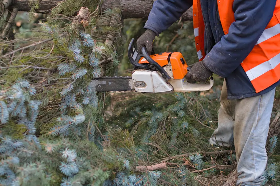Premium Tree Removal Services Medford, OR Premium Tree Removal Services Medford, OR