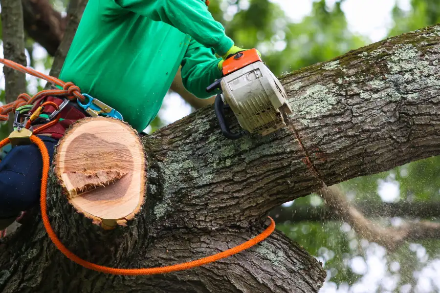 Reputable Tree Trimming Services Medford, OR Reputable Tree Trimming Services Medford, OR
