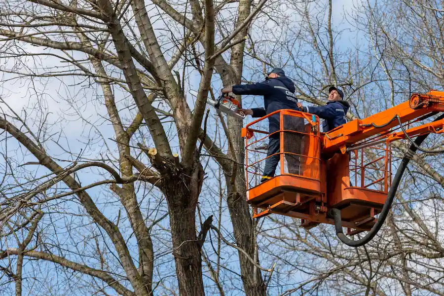 Superior Tree Removal Services Medford, OR Superior Tree Removal Services Medford, OR