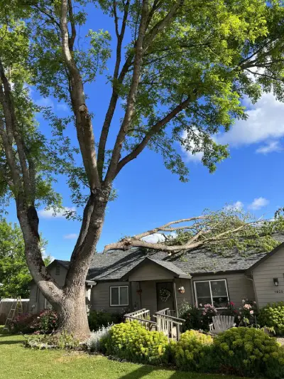 Tree Expert in Medford, OR