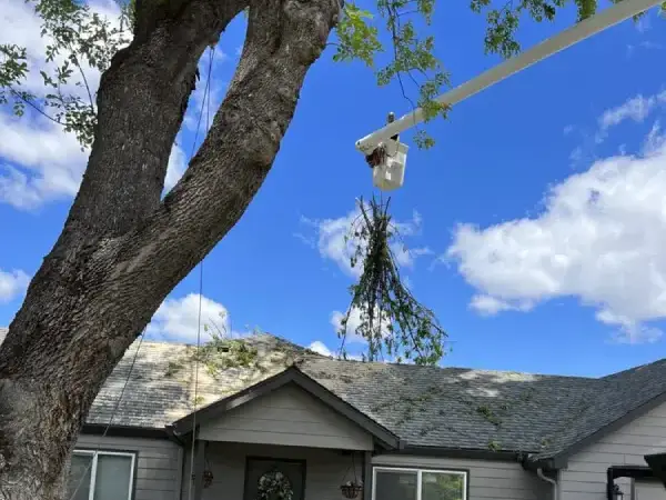 Tree Trimming Services Tree Trimming Services