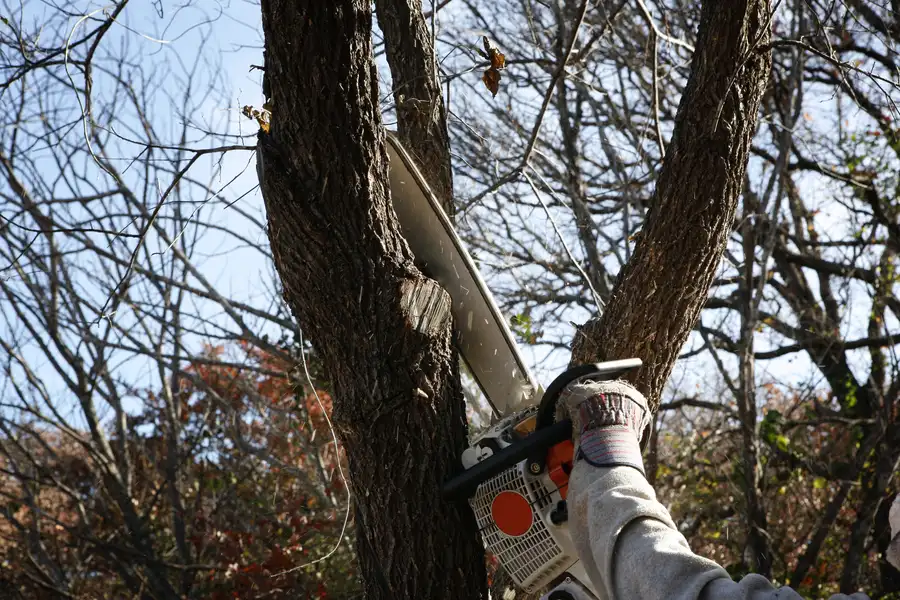 When To Call A Tree Removal Expert For Emergency Situations Medford, OR When To Call A Tree Removal Expert For Emergency Situations Medford, OR