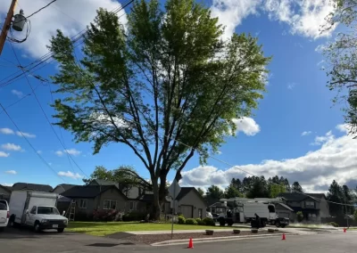 Affordable Landscaping Service