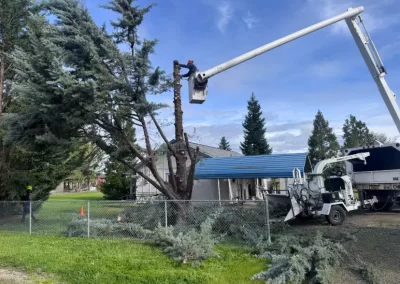 Affordable Tree Pruning Services