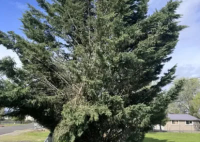 Reliable Landscaping Service